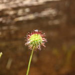 Flowers near Masons Falls