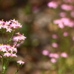 Flowers near Masons Falls