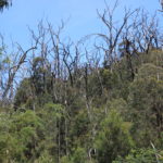 Tree tops near Masons Falls