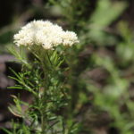 Flowers near Masons Falls